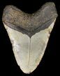 Large, Megalodon Tooth - North Carolina #42297-2
